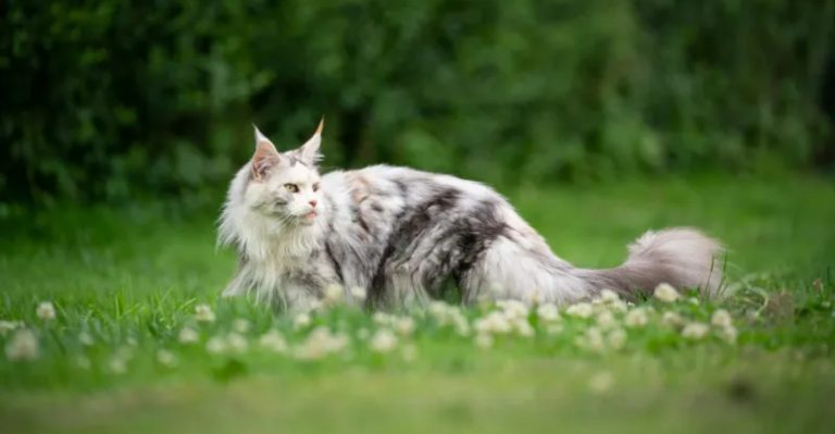 Oregon Cat Owners Say This Breed Is Basically A Dog In Disguise