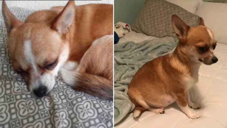 tiny chihuahua