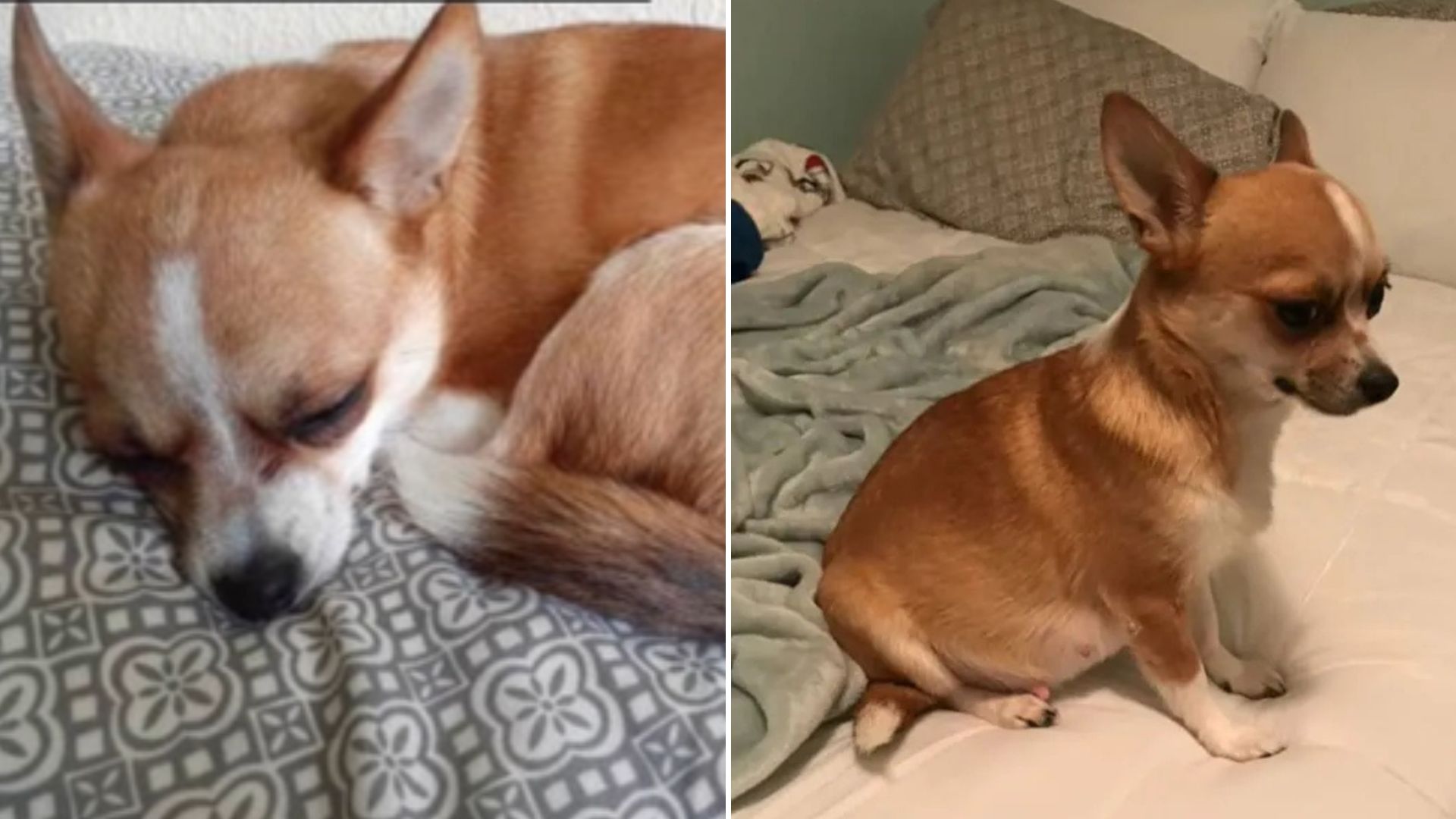 tiny chihuahua