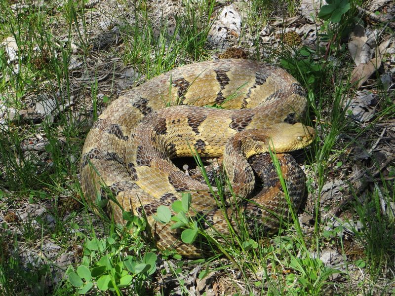 Pennsylvania – Eastern Timber Rattlesnake