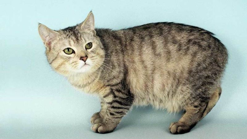 Manx