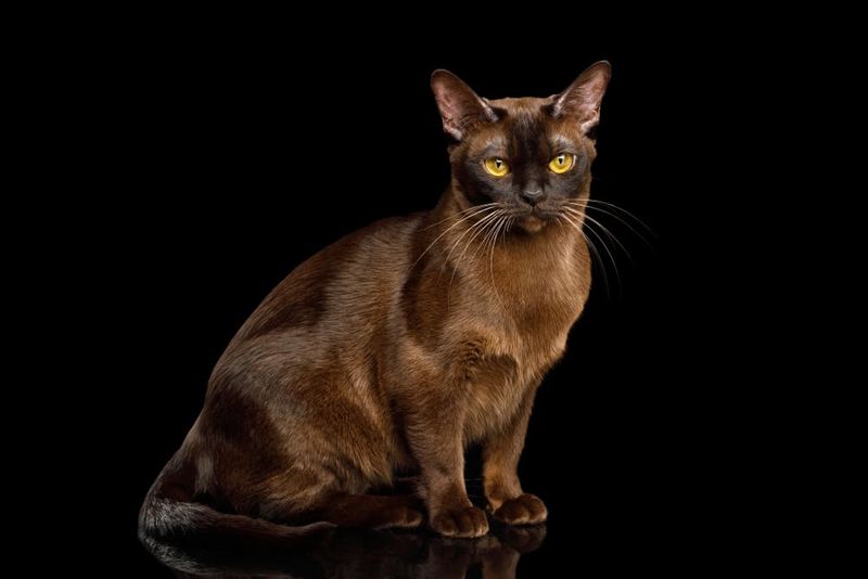Burmese