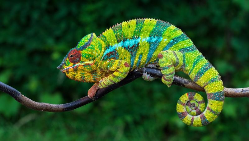 Chameleons Change Color To Blend In