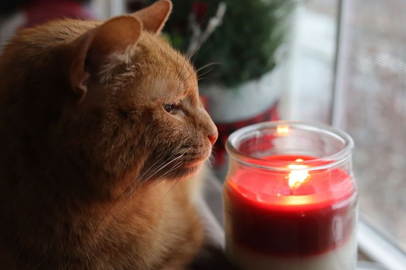 Strong Fragrances (Candles, Air Fresheners, etc.)