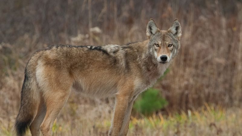 The Role Of Hybridization