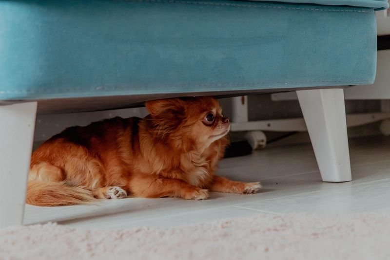 Hiding In Small Spaces
