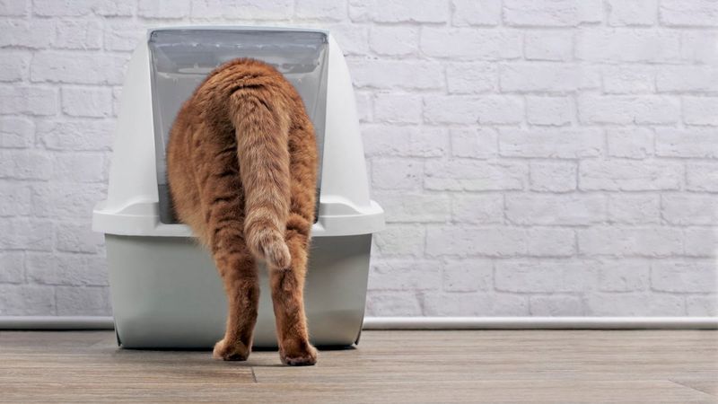 Litter Box Location