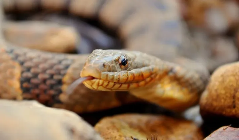 Snake: The Transformation Master
