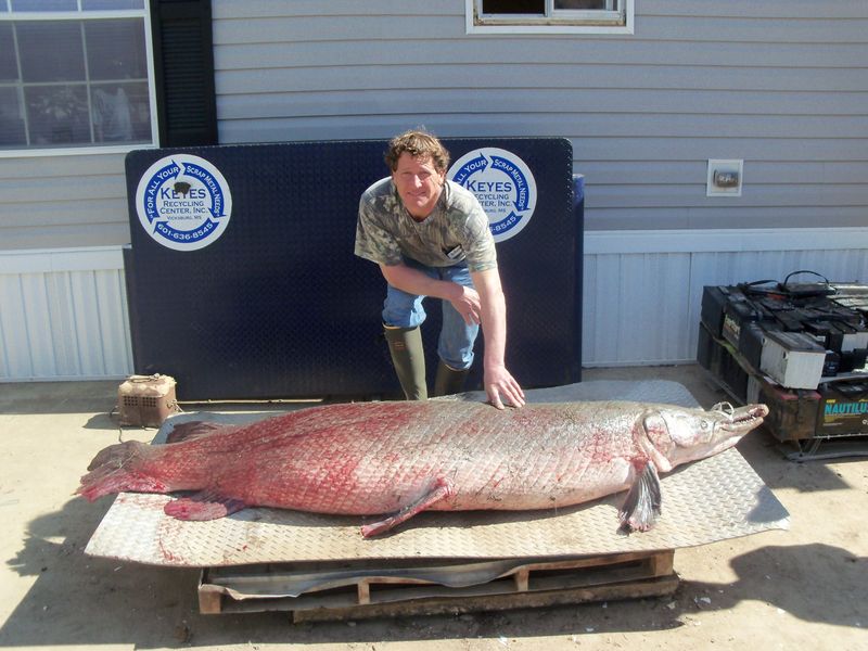 Alligator Gar – 327 lbs (Mississippi, 2011)