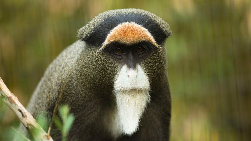 De Brazza's Monkey