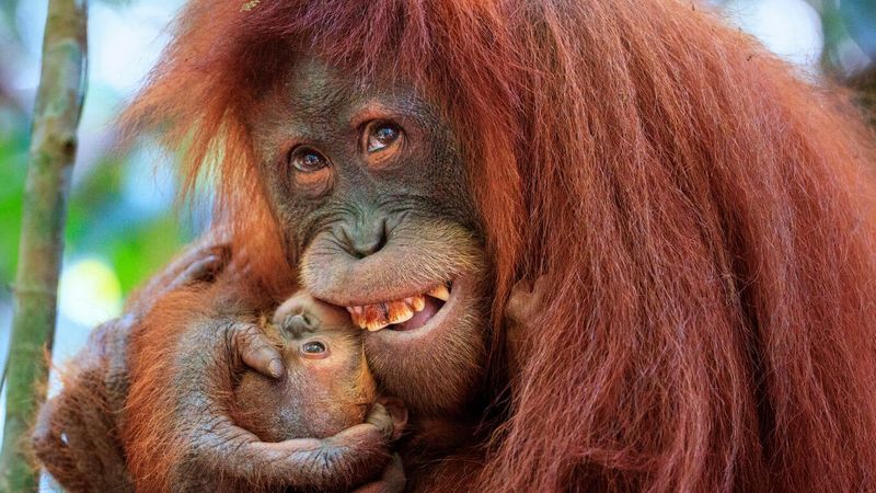 Orangutans