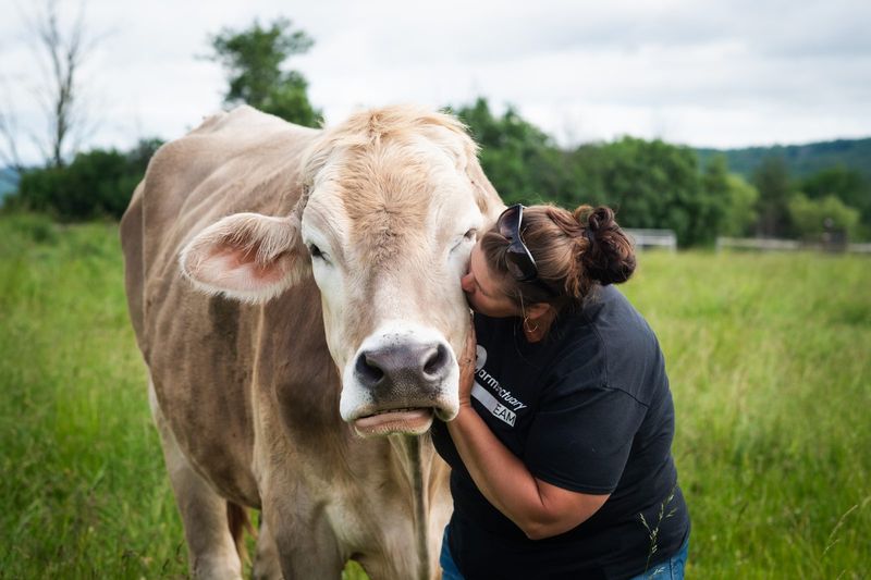 Cows