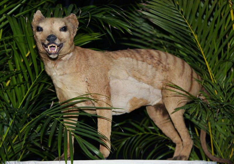 Tasmanian Tiger (Thylacine)