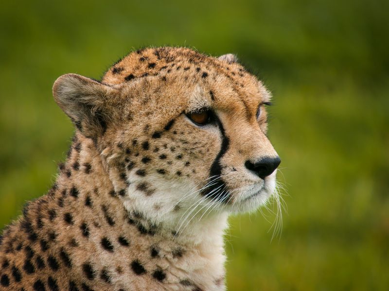 Cheetah's Grief In Namibia