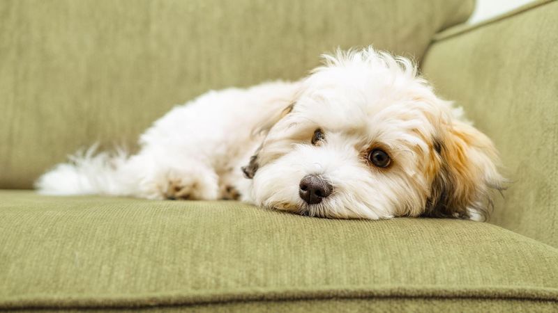 Havanese