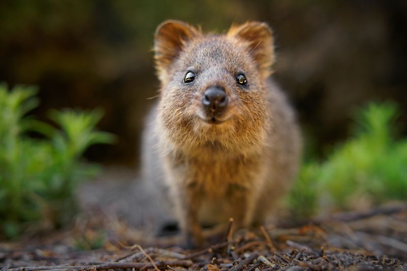 Quokkas