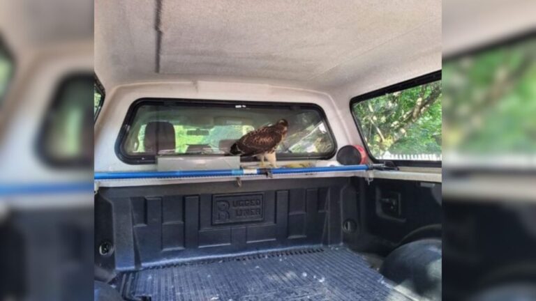 Pennsylvania Man Freezes When He Spots A Surprise Passenger In His Truck