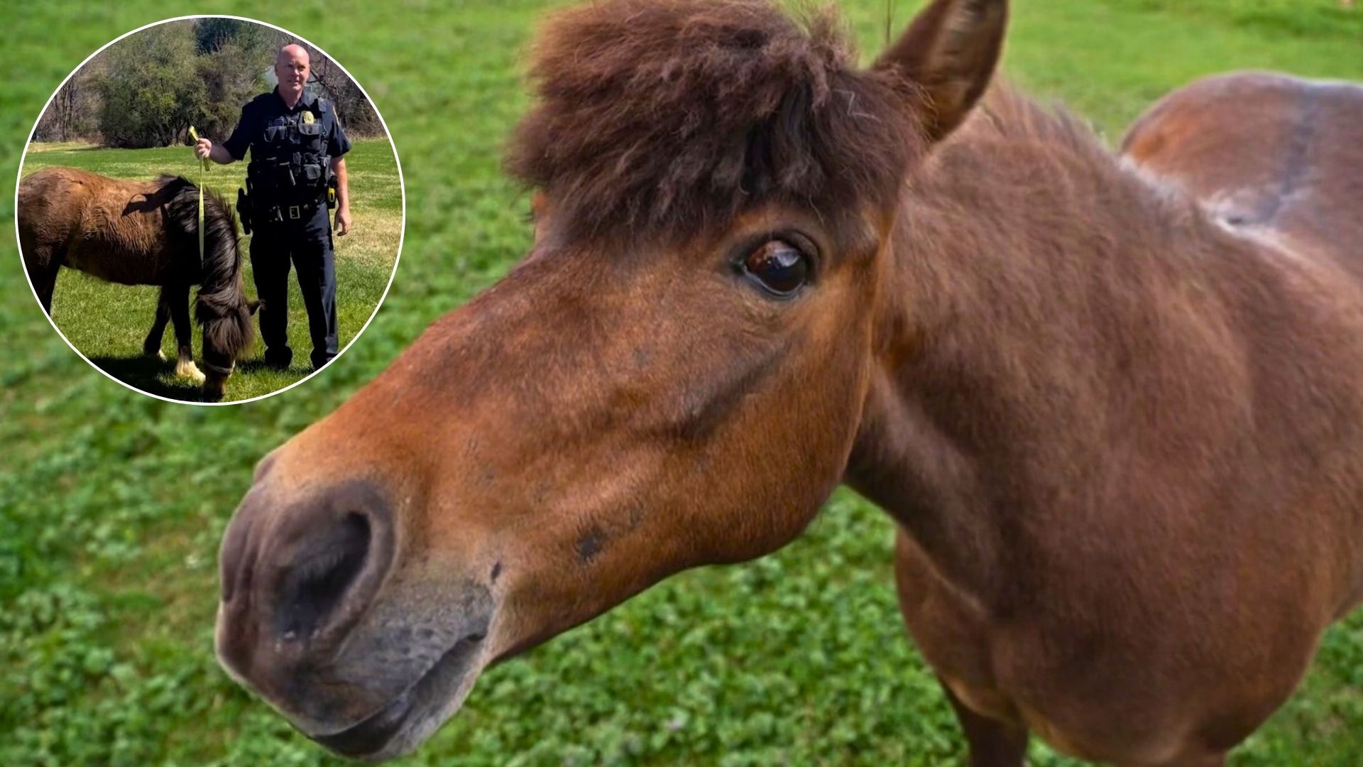 Mini pony