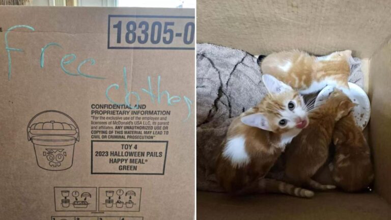 kittens in box