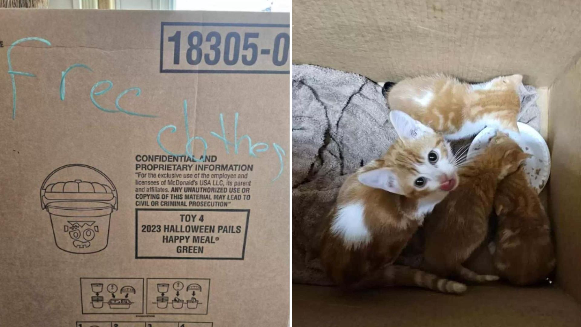 kittens in box