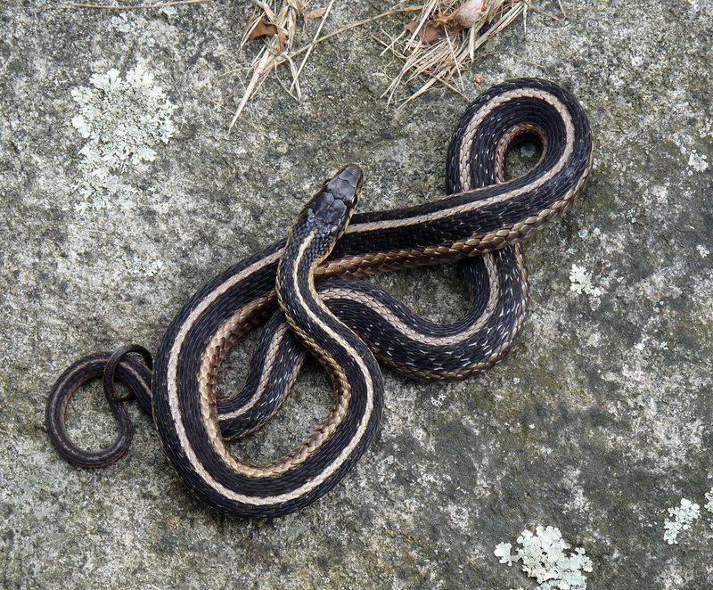 Rhode Island – Eastern Garter Snake