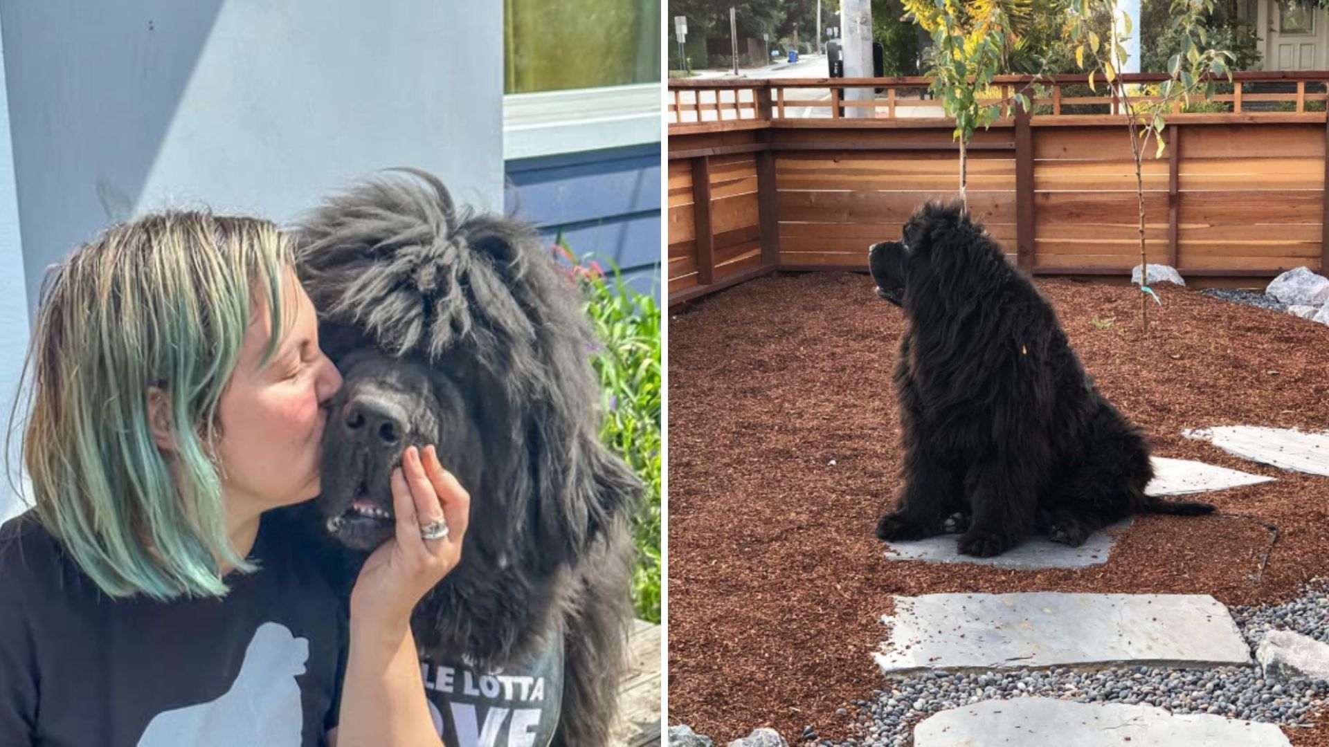 People Mistake California Woman’s Animal For A Bear, But The Truth Is Adorable