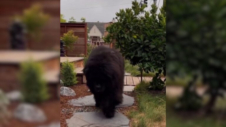 giant bear