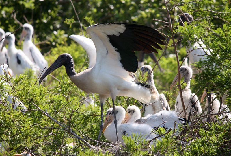 Wood Stork