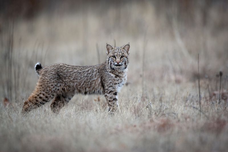 Bobcat