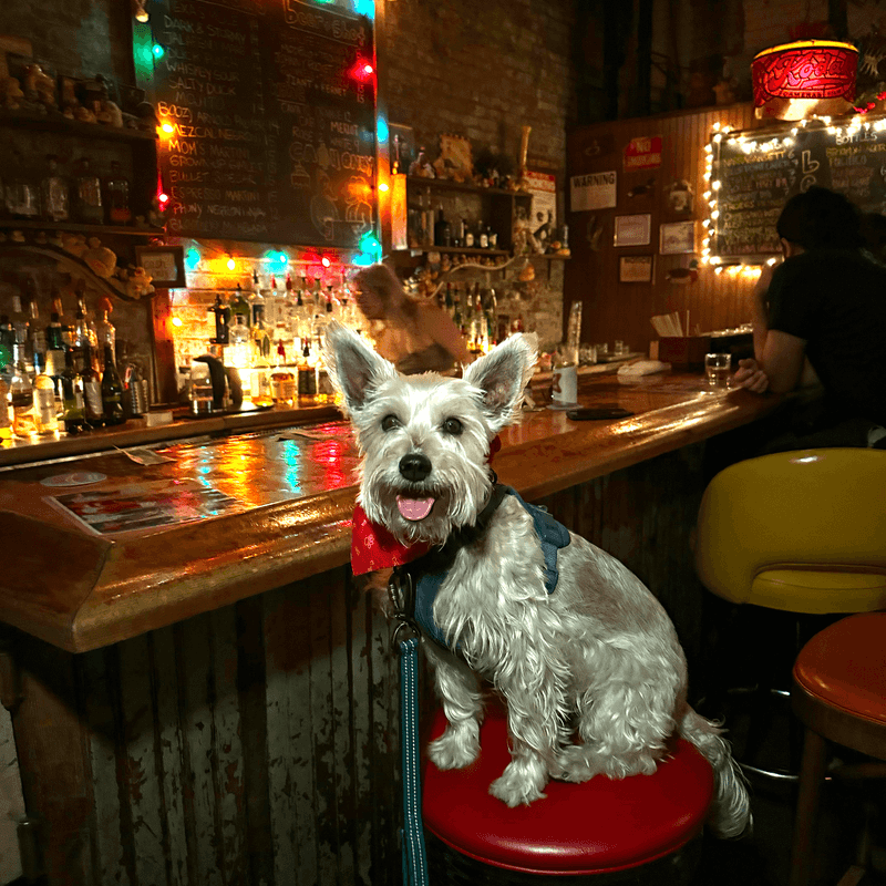 Has Its Own Favorite Corner At The Dog-Friendly Bar