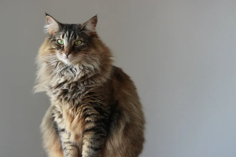Health Profiles Vary Between Breeds