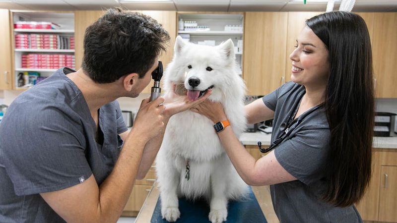 Pet Health And Veterinary Care
