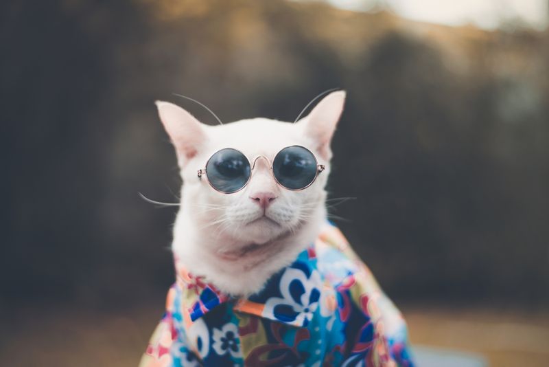 The Rise Of Pet Fashion