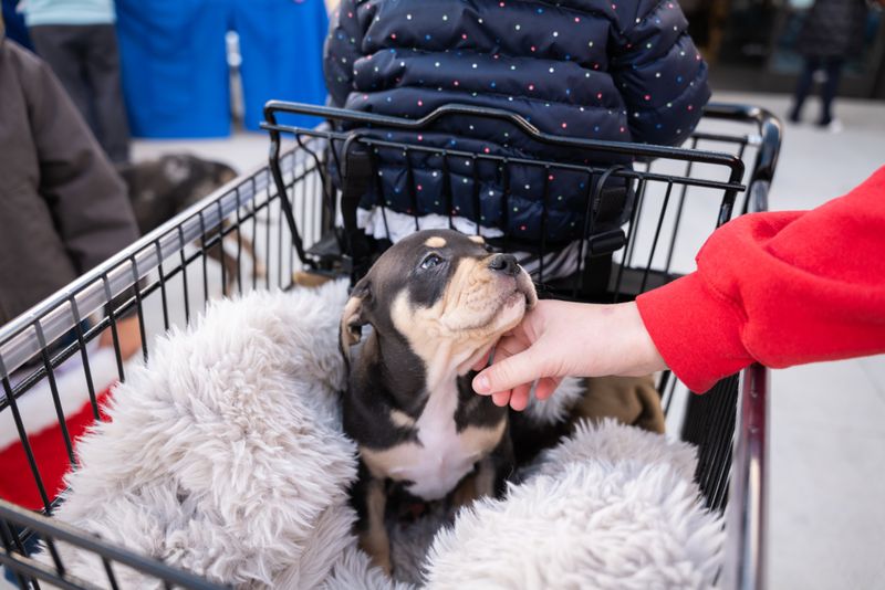 Pet Adoption Rates