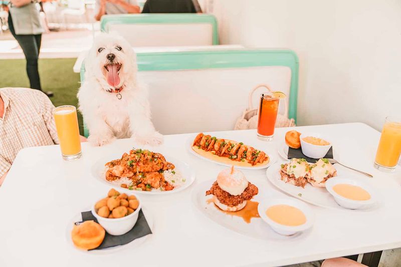 Pet-Friendly Cafes And Restaurants