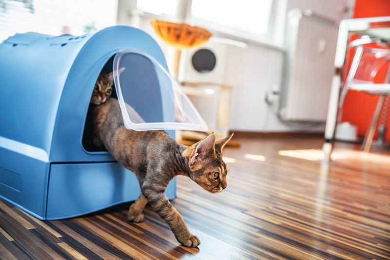Pet-Friendly Homes And Apartments
