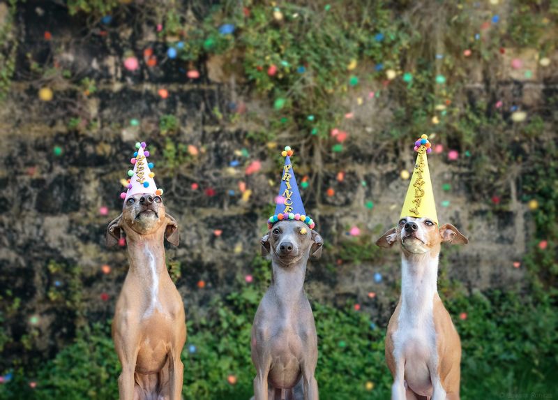 Rise Of Dog-Friendly Venues