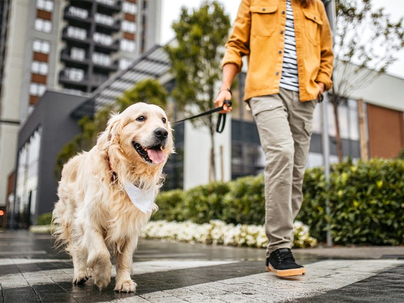 Pet Demographics
