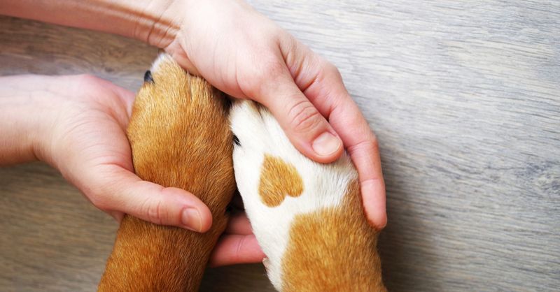 Pet Insurance Adoption
