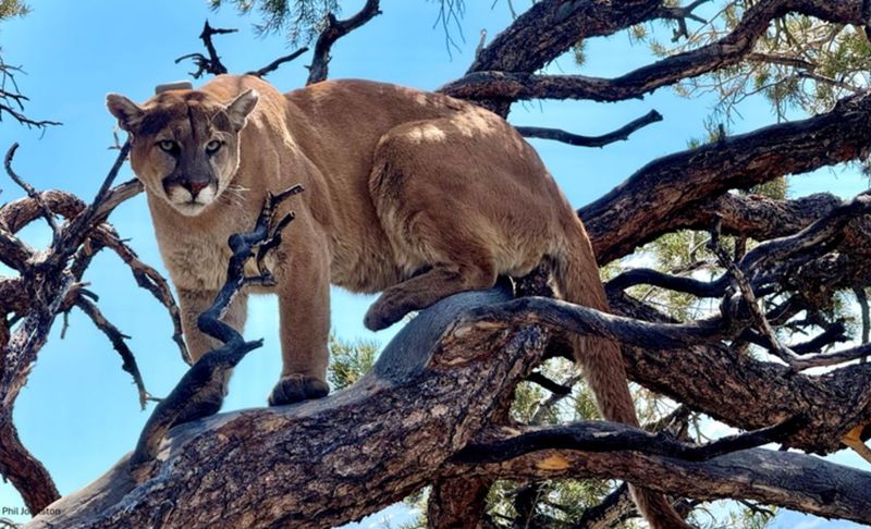 One Lion Can Have A Massive Range