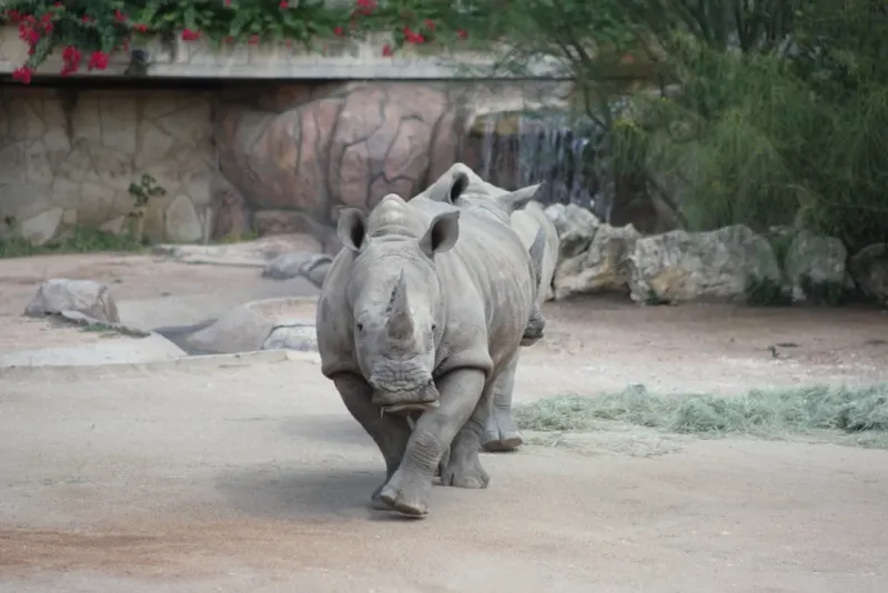 San Antonio Zoo – San Antonio, TX