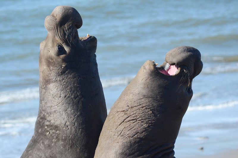 Elephant Seals