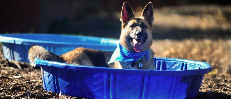 Hazelia Dog Park – Lake Oswego