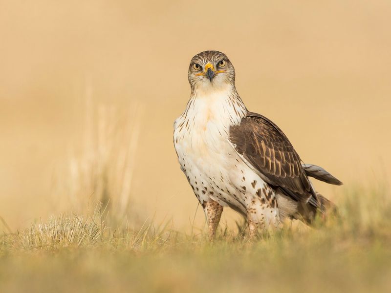 Ferruginous Hawk