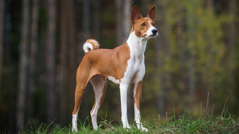 Basenji