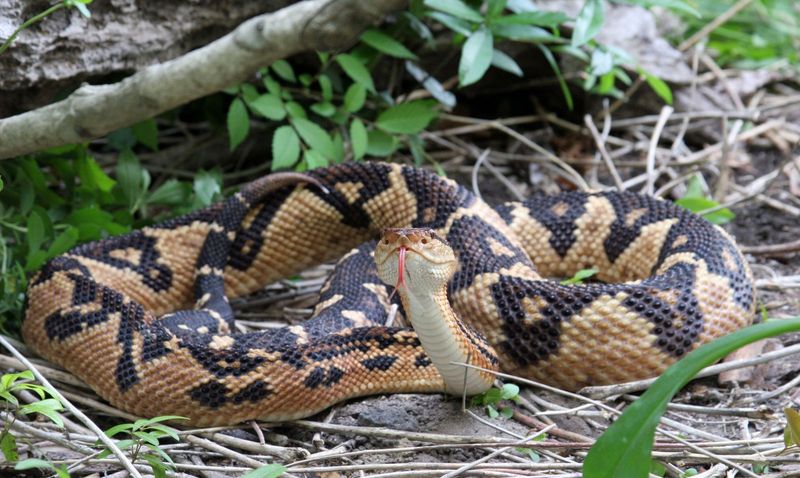Bushmaster Snake