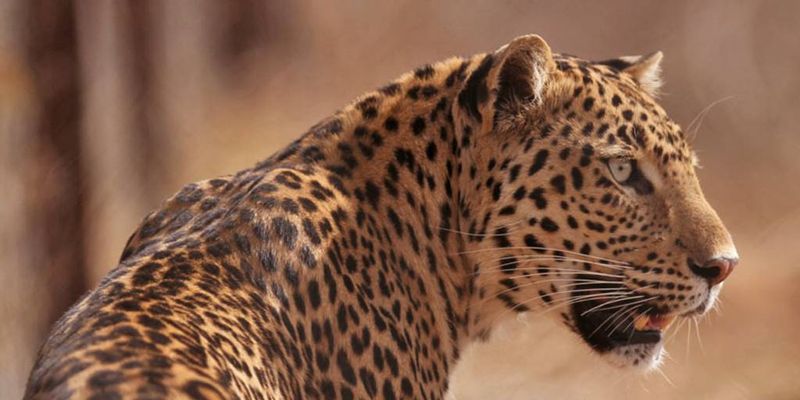 Leopard's Revenge For Mate's Death