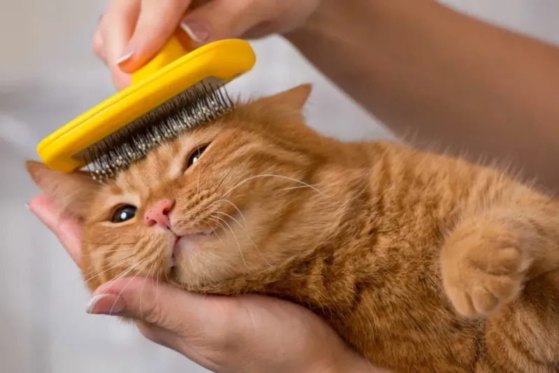 Healthy Coat And Grooming Habits