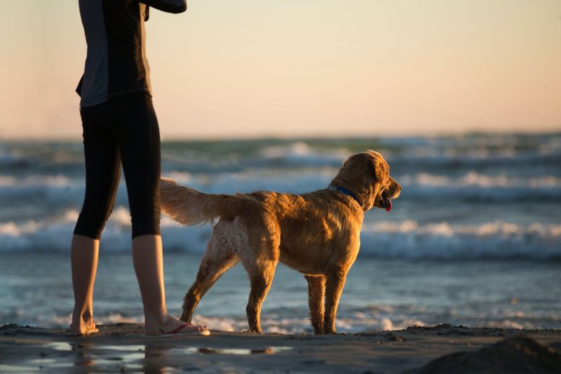 Specialized Dog Beach Amenities