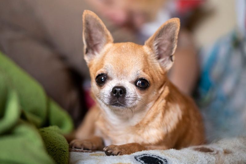 Chihuahua